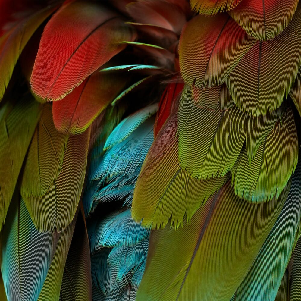 nyos Celebration 2022 new album