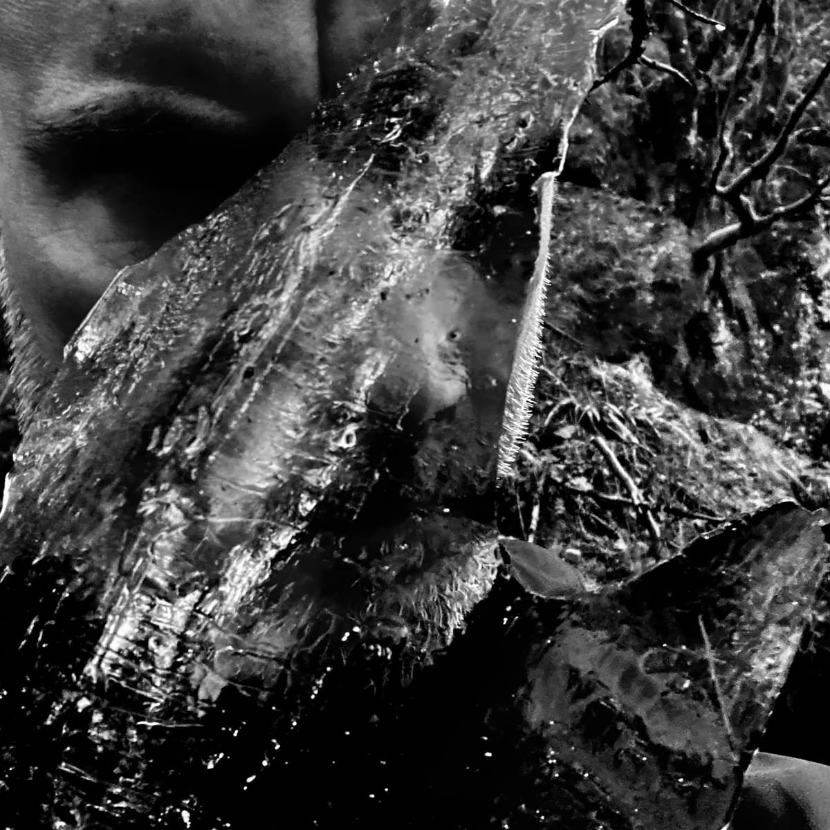 taake En Skog av Nidstang 2026 ALBUM cover artwork(1)